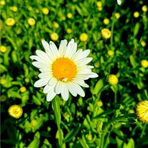 Meet your Posher, Edi